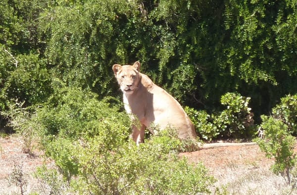 A volunteer experience near Addo Elephant National Park: photo 3