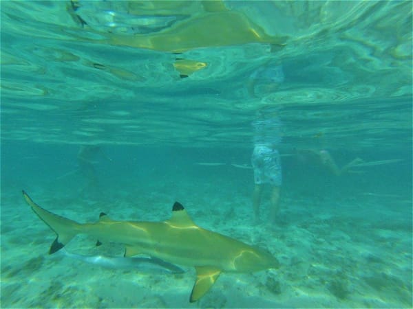 The Best Of Bora Bora: photo 7