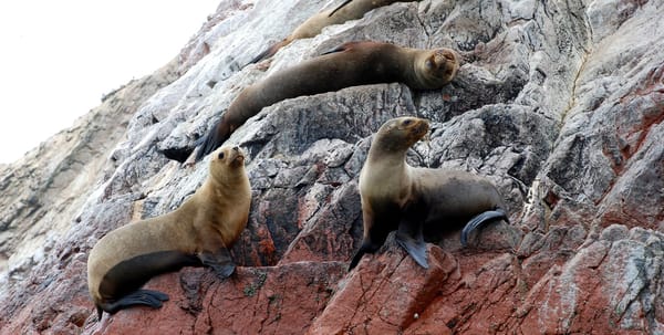 5 reasons to visit Paracas: photo 1