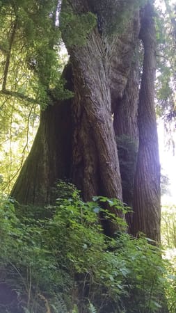 Northern California Coast and the Redwoods, an Epic Day Trip.: photo 2
