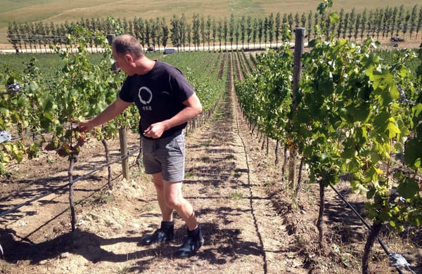 8 Not To Miss Wineries of New Zealand: photo 2