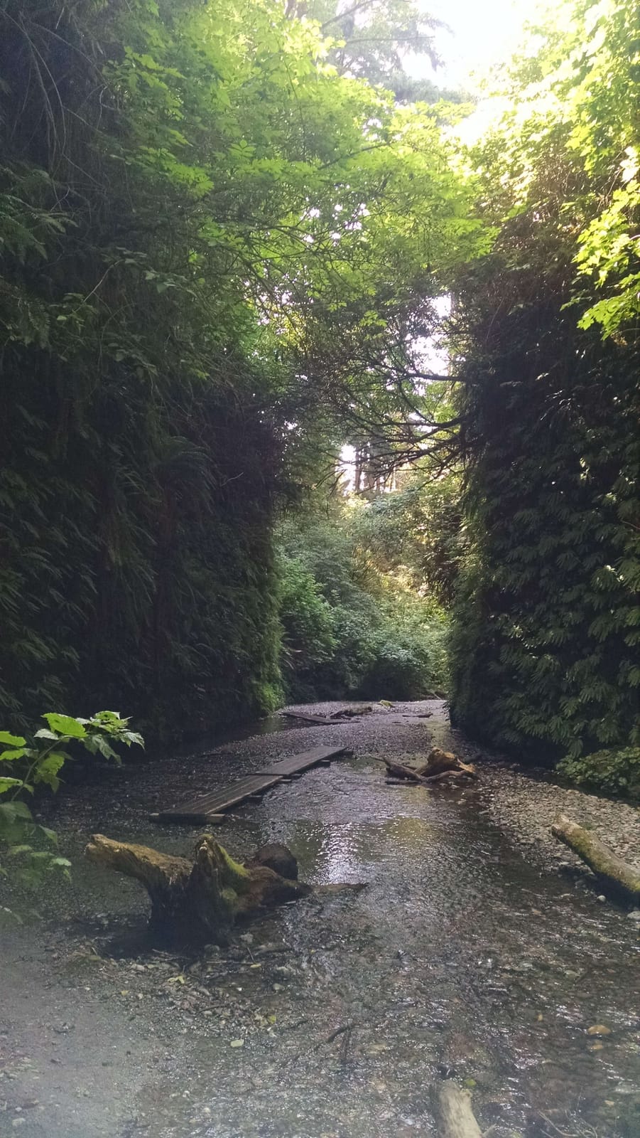 Northern California Coast and the Redwoods, an Epic Day Trip.