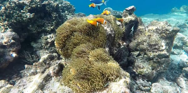 Fantastic place for snorkeling, island Biyadhoo: photo 2