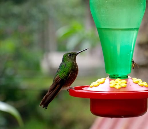 Salento and the Coffee Region of Colombia: photo 5