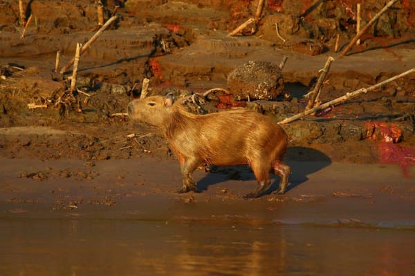 A Week In The Amazon Jungle: photo 1