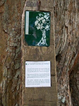Hiking the Cryptomeria forest in Reunion Island: photo 12