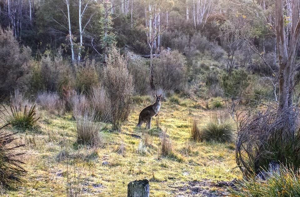 Non-mainstream Australia: the amazing contrasts of Canberra
