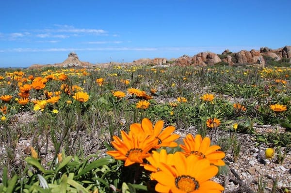 A glass of wine and a hot bath on the South African West Coast: photo 7