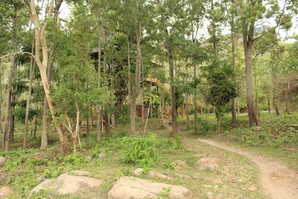 MASINAGUDI-BANDHIPUR.....THE LAND OF RAVING WILDLIFE: photo 4