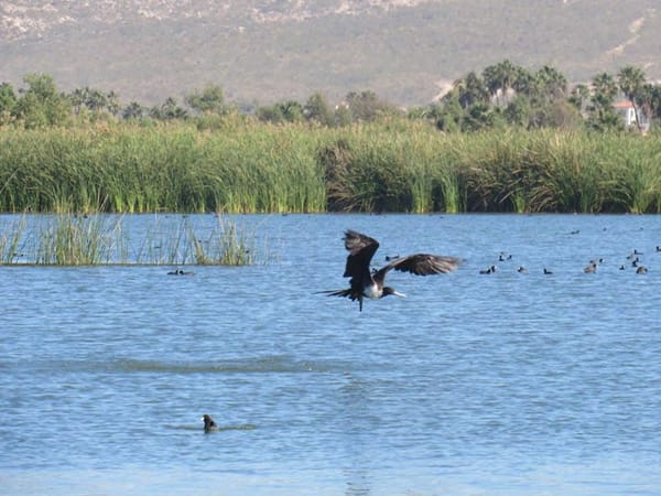 Top 5 Best Things in San Jose del Cabo, Mexico: photo 5