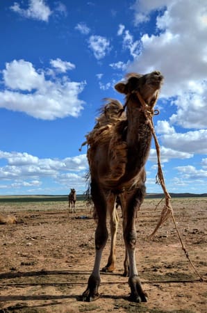 Mongolia: Lost in Gobi Desert: photo 7