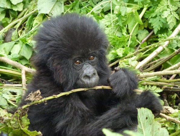 Mountain gorilla trekking in Volcanoes National Park, Rwanda: photo 1
