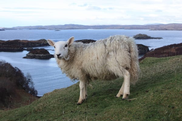 Road trip around Scotland: the perfect escape for nature lovers: photo 3