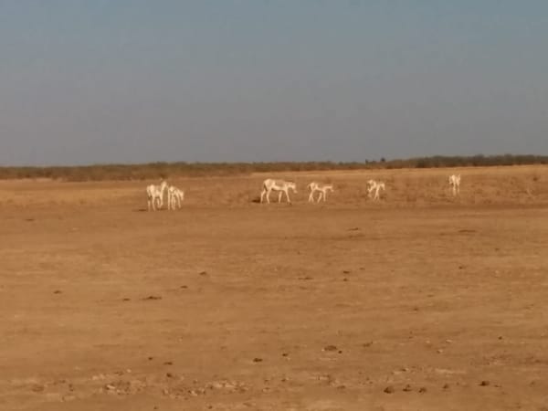 Little Rann of Kutch: Gujarat: photo 3