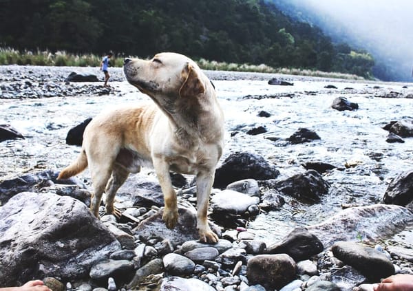 Weekend getaway for Camping at Rishikesh: photo 5