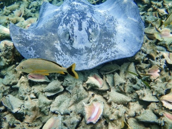 Bucket List Destinations: A Travel Guide to San Pedro, Belize: photo 2