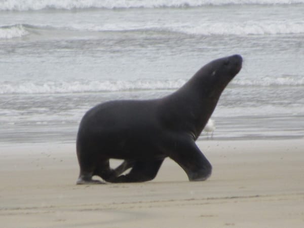 Natural wonders in the Catlins region: photo 12