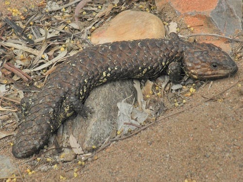 Flinders Ranges: Ancient earth and fascinating wildlife: photo 24