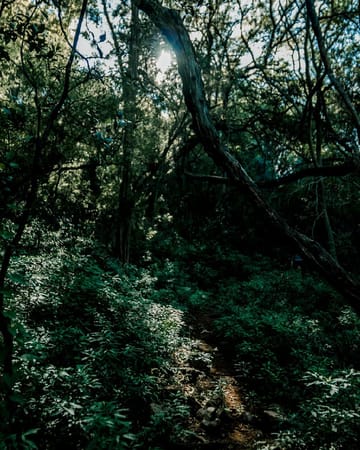 The Karee Trail - A Day Hike in the Magaliesburg, South Africa: photo 3