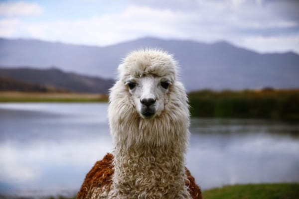 Cusco: Peruvian Food, Petting Llamas, & Quechua Living: photo 3