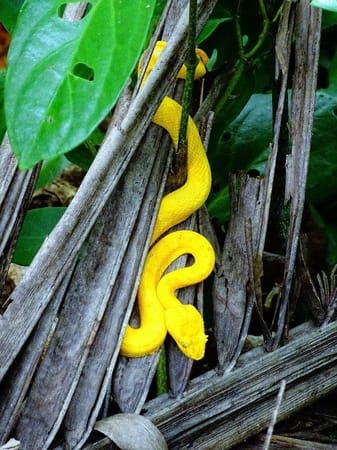 Puerto Viejo – natural wonders and relaxed Caribbean vibes: photo 1