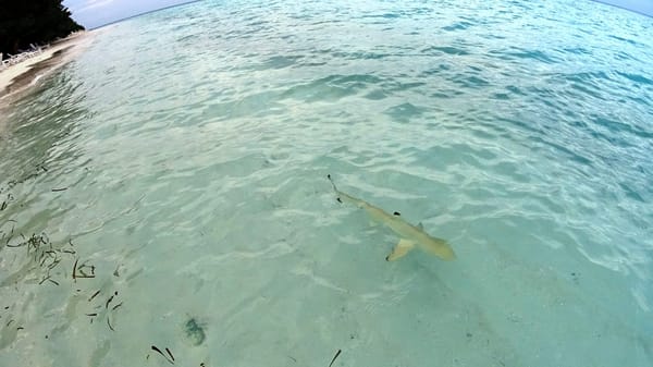 Fantastic place for snorkeling, island Biyadhoo: photo 5