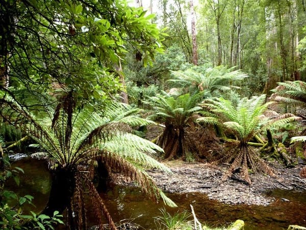Tasmania:4 places you must visit (Australia): photo 5