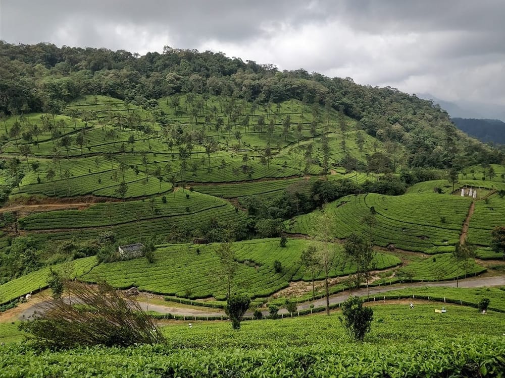 Best Place to Take a Trek in Munnar: Meesapulimala