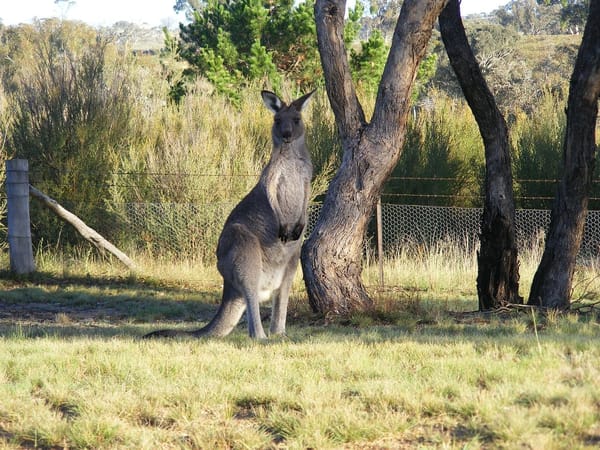 5 Reasons Canberra is worth visiting: photo 2
