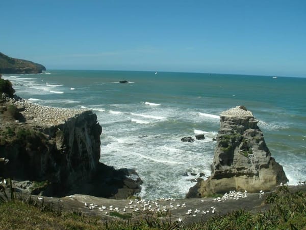 New Zealand: The Wild Side of Auckland: photo 2