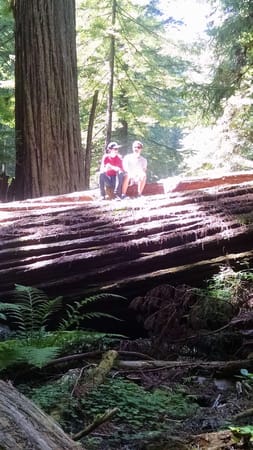 Northern California Coast and the Redwoods, an Epic Day Trip.: photo 3