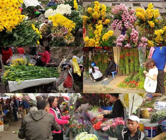 The Flower Safari of Hanoi’s Tết: photo 6
