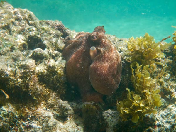 Fernando de Noronha: Tropical Island Getaway: photo 10