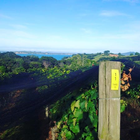 Waiheke Island: Slow down, you are here! This is paradise!: photo 4