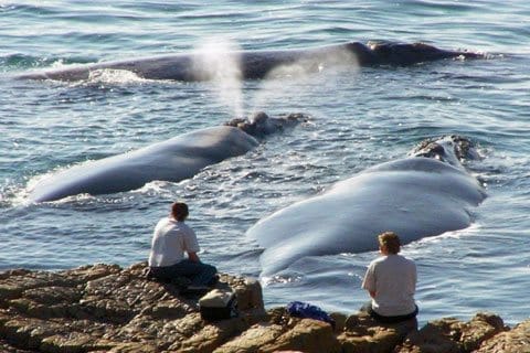 West Coast Whales - The Heart of Hermanus