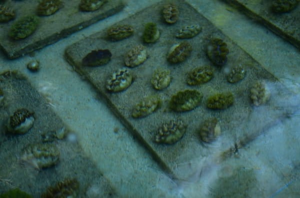 Island Escape near Cagayan de Oro City: Camiguin: photo 17