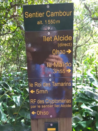 Hiking the Cryptomeria forest in Reunion Island: photo 6