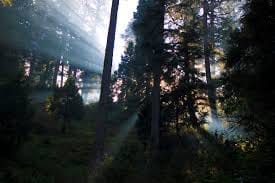 Mussoorie : perfect spot for the Summer!: photo 1