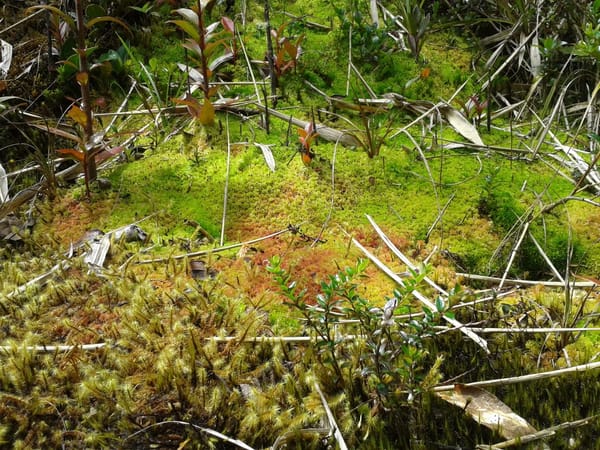 Heaven in heights: Cerro De La Muerte (Costa Rica): photo 1