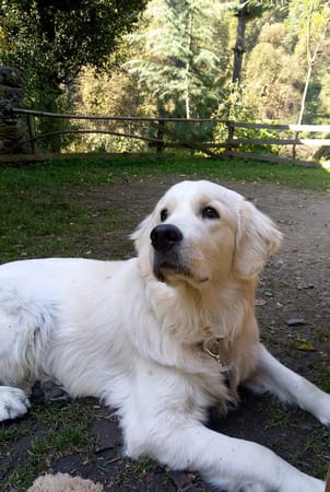 A pet-friendly cross country journey to Himachal Pradesh, India: photo 6