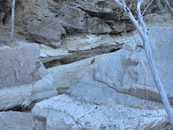 Flinders Ranges: Ancient earth and fascinating wildlife: photo 20