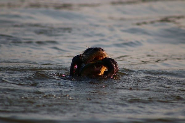 A Week In The Amazon Jungle: photo 6
