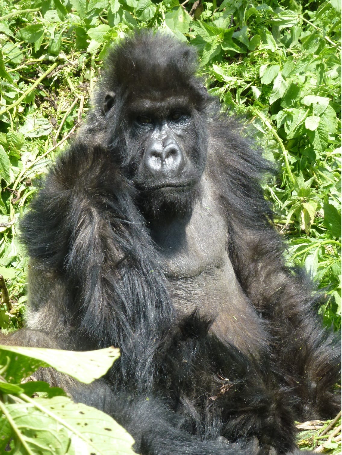 Mountain gorilla trekking in Volcanoes National Park, Rwanda