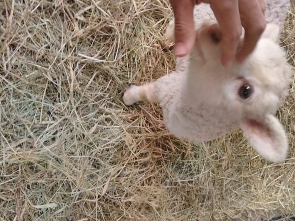 What to do and how to get to Parque Safari in Chile on your own: photo 3
