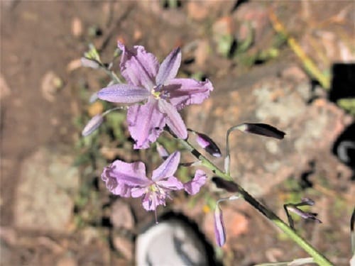 Flinders Ranges: Ancient earth and fascinating wildlife: photo 11