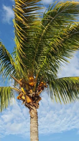 Mauritius: Somewhere In the Very Middle of the Ocean: photo 2