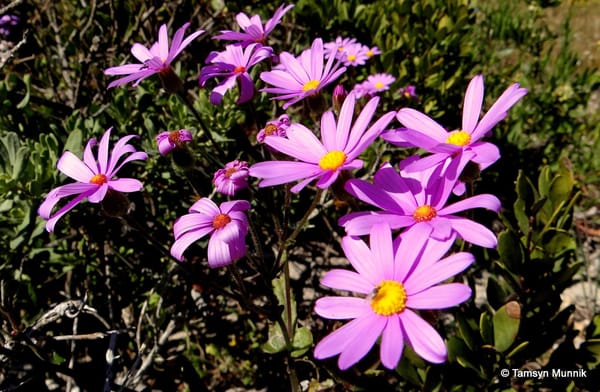 WEST COAST NATIONAL PARK: A GUIDE TO VIEWING THE SPRING FLOWERS FROM CAPE TOWN: photo 2