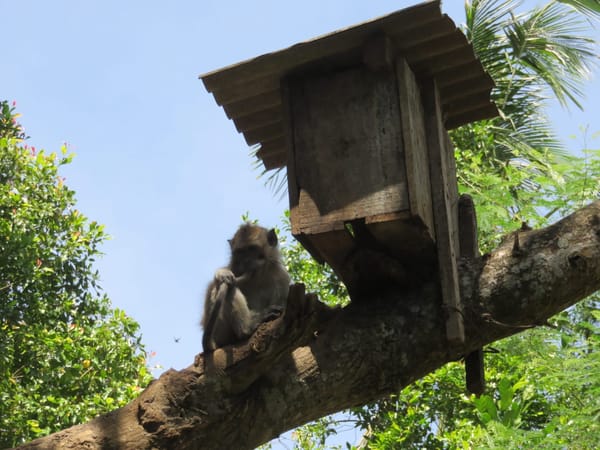 Sekumpul - Bali´s hidden Waterfall: photo 9