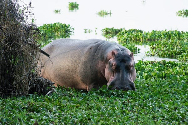 Lake Naivasha: The hippopotamus paradise: photo 1