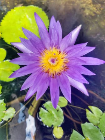 The Expat’s Travel Guide to Chiang Mai, Thailand: photo 2